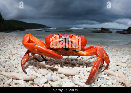 Christmas Island Red Crab at Ethel Beach, Gecarcoidea natalis, Christmas Island, Australia Stock Photo