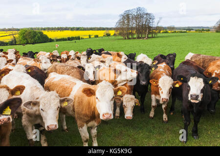 England, Cotswolds, Worcestershire, Cows in Field near Broadway Stock Photo