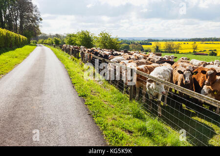 England, Cotswolds, Worcestershire, Cows in Field near Broadway Stock Photo