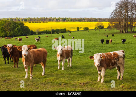 England, Cotswolds, Worcestershire, Cows in Field near Broadway Stock Photo