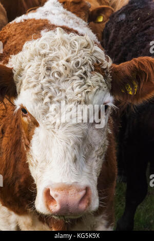 England, Cotswolds, Worcestershire, Cows in Field near Broadway Stock Photo