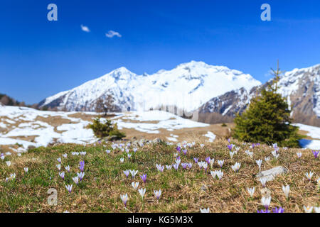 The snowy peaks frame the blooming Crocus Alpe Granda Sondrio province Masino Valley Valtellina Lombardy Italy Europe Stock Photo