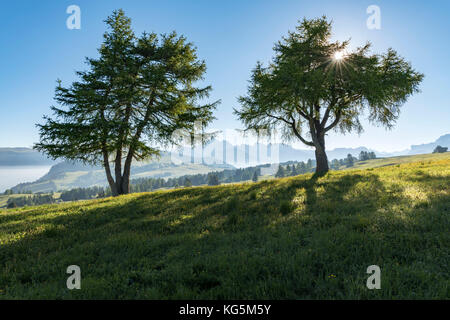Alpe di Siusi / Seiser Alm, Dolomites, South Tyrol, Italy. Stock Photo