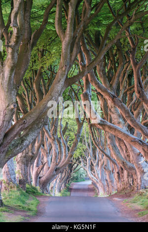 Dark Hedges near Stanocum, County Antrim, Northern Ireland, UK Stock Photo