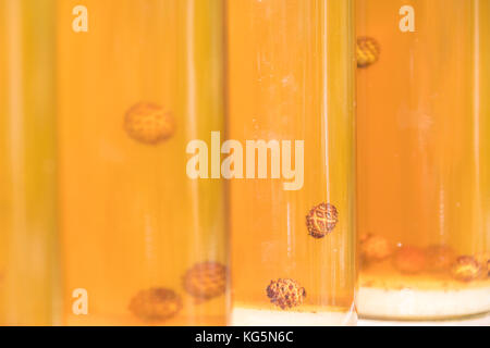 Details of bottles of grappa a typical liquor, San Romerio Alp, Brusio, Canton of Graubünden, Poschiavo valley, Switzerland Stock Photo