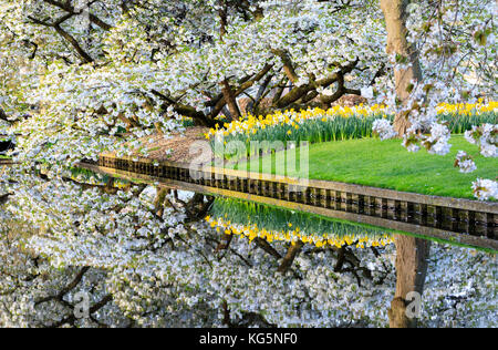 White cherry tree and flowers are reflected in a pond Keukenhof Botanical garden Lisse South Holland The Netherlands Europe Stock Photo