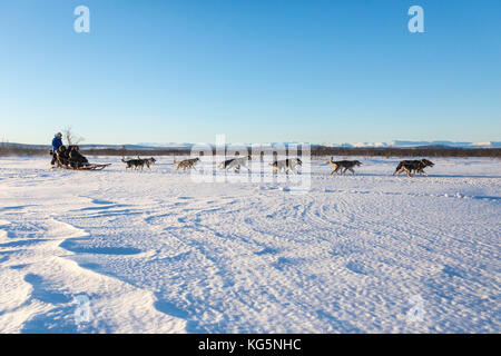 Dog sledding in the snowy landscape of Kiruna, Norrbotten County, Lapland, Sweden Stock Photo