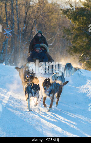 Dog sledding in the snowy landscape of Kiruna, Norrbotten County, Lapland, Sweden Stock Photo