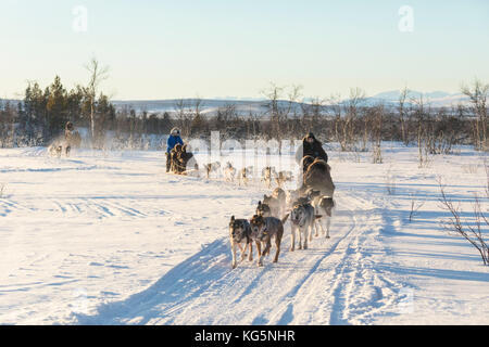 Dog sledding in the snowy landscape of Kiruna, Norrbotten County, Lapland, Sweden Stock Photo