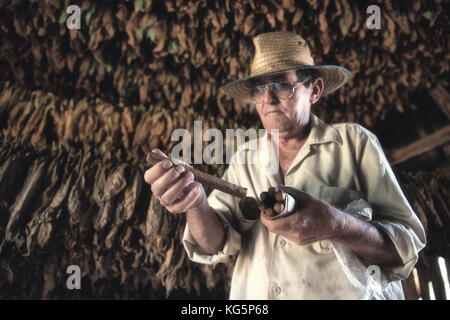 Cuba, Republic of Cuba, Central America, Caribbean Island. Havana district. Tobacco farm in Pinal dal Rio Stock Photo