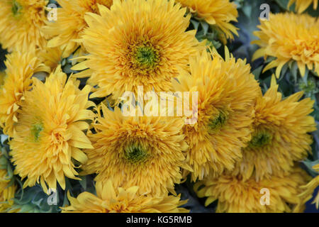 Teddy Bear Sunflowers on sale at the local farmer's market in Monterey, California Stock Photo