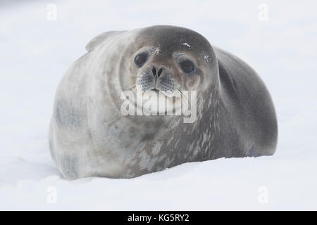 Close up of Weddell Seal on ice, Damoy Point, Antarctica.