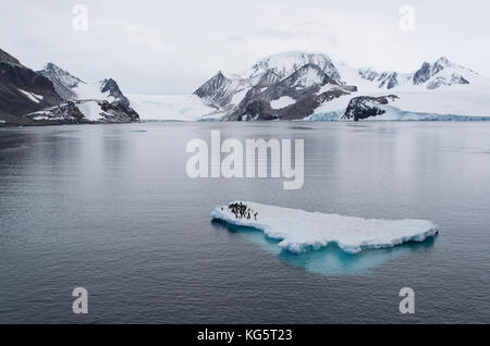 Adelie Penguins on ice floe, Antarctica Stock Photo