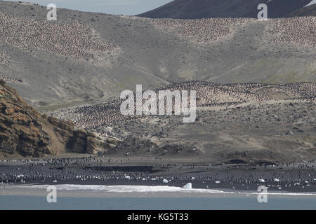 Chinstrap Penguin colony, Baily Head, Deception Island, Antarctica. Stock Photo