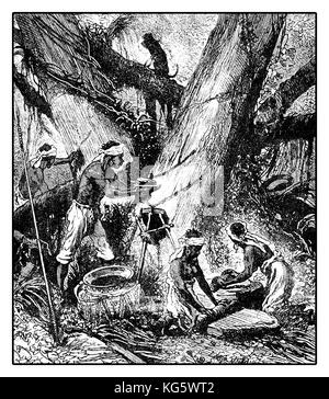 XIX century illustration of latex harvesting  from palaquium tree for gutta-percha production with incisions on the tree bark Stock Photo