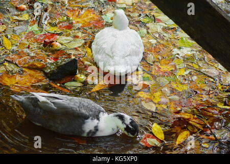 Two ducks swim amongst fallen crab apples and Autumn leaves in the creek supplying the water wheel for historic Mabry Mill on the Blue Ridge Parkway. Stock Photo
