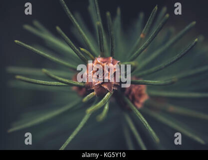 Picea abies (Norway spruce) top of the branch with buds, close up view Stock Photo