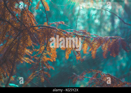 Taxodium distichum (bald cypress, cypress, southern-cypress, white-cypress, tidewater red-cypress, gulf-cypress, red-cypress or swamp cypress) branch Stock Photo