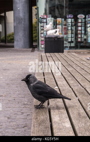 Western jackdaw (Coloeus monedula, Corvus monedula) standing on the bench in Amsterdam, Netherlands, waiting for seagull to leave the trash can Stock Photo