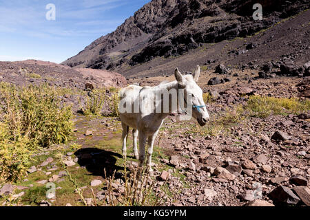 Mule rests in a valey in high Atlas mountains. Mules are the main means of transport in the area. Stock Photo