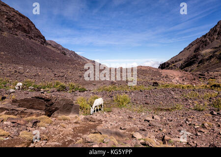 Mule rests in a valey in high Atlas mountains. Mules are the main means of transport in the area. Stock Photo