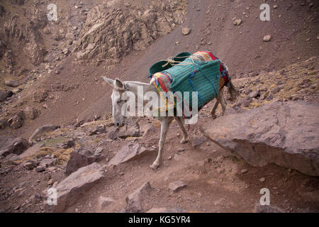 Loaded mule in high Atlas mountains. Mules are the main means of transport in the area. Stock Photo