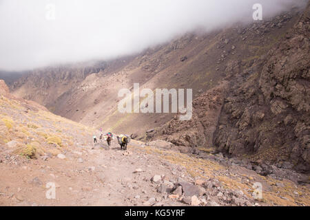 Loaded mule in high Atlas mountains. Mules are the main means of transport in the area. Stock Photo