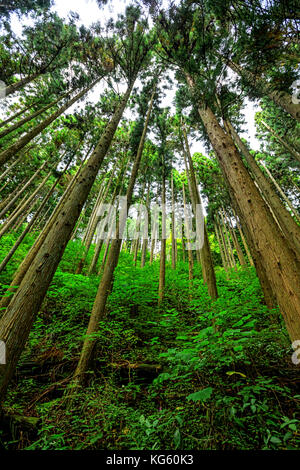 Looking up into the forest of the tall, straight Japanese Cedar Stock Photo