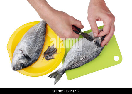 Chef of the restaurant cuts thorns and fins of elite marine fish dolphin dorado before baking on the grill. Isolated on white top view food concept ph Stock Photo