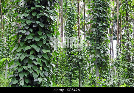 Black pepper, piper nigrum, plants growing in plantation in Goa, India. The vines take supported of large trees. Black pepper is the most traded spice Stock Photo