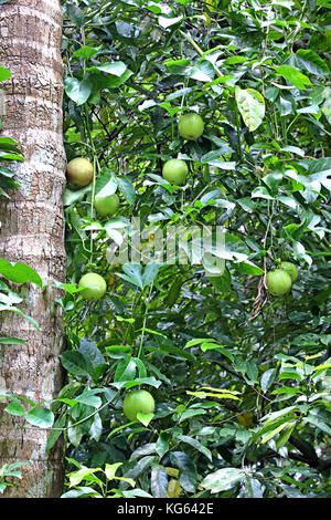 Ripening and ripe passion fruits (Passiflora) growing on vine branch in vegetable farm in Kerala, India Stock Photo