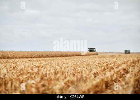 Pair of combine harvesters harvesting a field of dried autumn maize viewed low angle over cut stubble or stalks in the horizon against a grey cloudy s Stock Photo