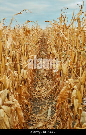 Lines of dry maize plants with corncobs reading for harvesting during autumn in a farm field viewed from between the rows Stock Photo