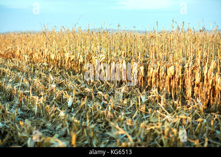 Partially harvested corn field in autumn with rows of freshly cut stubble in front of uncut dried plants with corncobs Stock Photo
