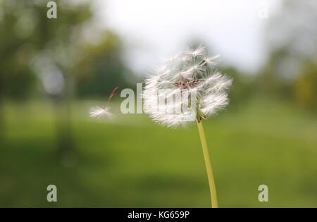 Flying Dandelion Seeds in the Wind - Stock Image Stock Photo