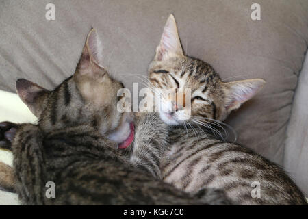 two kittens Stock Photo
