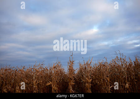 Plantation of dried maize plants ready to harvest viewed along throws under a cloudy autumn sky with copy space Stock Photo