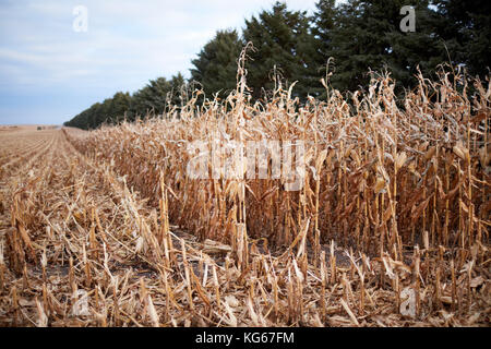 Maize being harvested in a farm field with a view along a receding row of uncut corn plants alongside stubble against a line of evergreen conifer tree Stock Photo