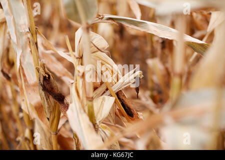 Background detail of dried maize plants and corn cobs ready for the fall harvest with selective focus to the kernels Stock Photo