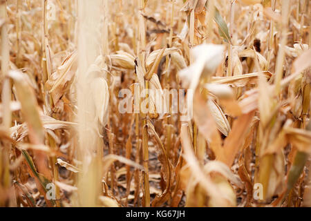 Dried corn cobs growing on maize plants in autumn ready for harvesting for food or livestock feed in a close up background view Stock Photo