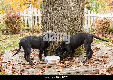 "Baxtor" and "Shadow", three month old black Labrador Retriever puppies, getting a drink and checking out the scent by their water bowl, in Bellevue,  Stock Photo