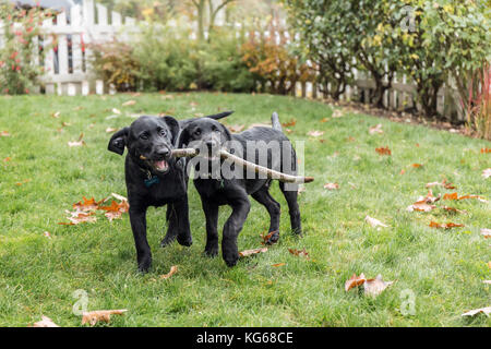 'Baxtor' and 'Shadow', three month old black Labrador Retriever puppies, struggling to fetch a thrown stick, in Bellevue, Washington, USA Stock Photo