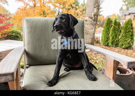 'Shadow', a three month old black Labrador Retriever puppy, posing on a patio chair, in Bellevue, Washington, USA Stock Photo