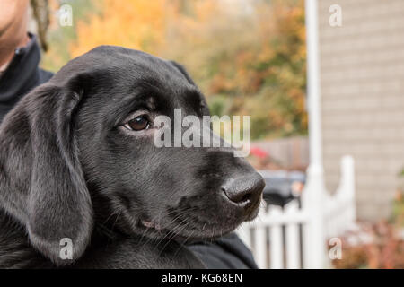 Man holding 'Shadow', his three month old black Labrador Retriever puppy, in Bellevue, Washington, USA Stock Photo