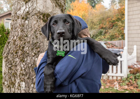 Boy holding "Baxtor", his three month old black Labrador Retriever puppy, in Bellevue, Washington, USA Stock Photo