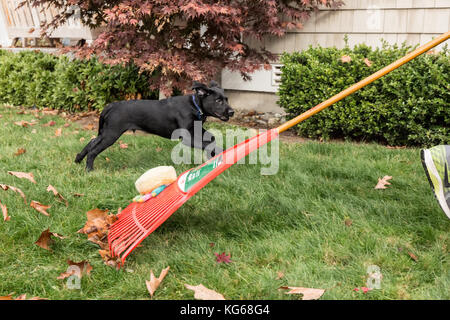 'Shadow', a three month old black Labrador Retriever puppy, chasing after a twelve year old pulling a rake (with a stuffed toy attached) behind him, i Stock Photo