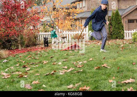 'Shadow', a three month old black Labrador Retriever puppy, chasing after a twelve year old boy pulling a rake behind him in Bellevue, Washington, USA Stock Photo