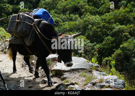 Yak Carrying Heavy Goods on The Way to Namche Bazaar, Everest Base Camp Trek From Tengboche to Dingboche , Nepal Stock Photo