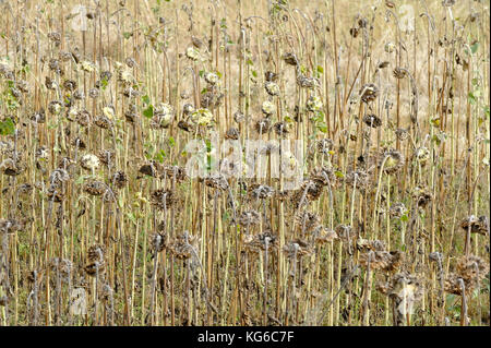 Ready ripened withered sunflowers on the field. Harvest time, Ukraine Stock Photo