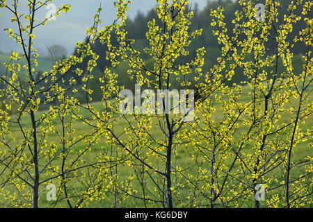 Dolny Slask, Silesia, Suche Mountains, Wałbrzych Mountains, Middle Sudetes, landscapes, natural, spring, Polska, Poland, Stock Photo